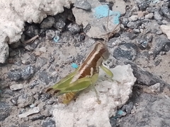Paraidemona