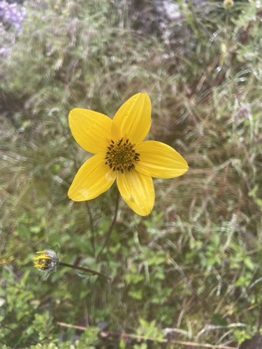 Bidens serrulata, photograph 2