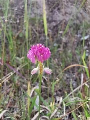 Polygala glochidiata
