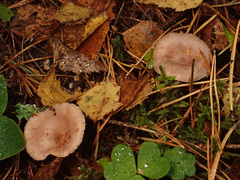 Lactarius vietus