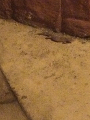 Eublepharis macularius