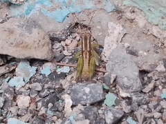 Paraidemona