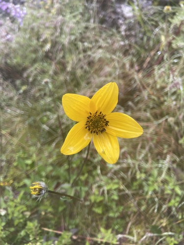 Bidens serrulata, photograph 5