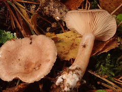 Lactarius vietus