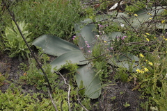 Brunsvigia orientalis