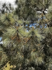 Pinus oocarpa
