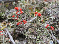 Cladonia macilenta