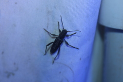 Xylotrechus sagittatus