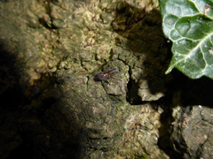 Amaurobius fenestralis