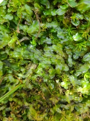 Pallavicinia lyellii