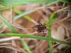 Alopecosa albofasciata