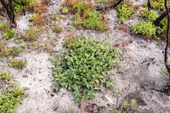 Pelargonium althaeoides