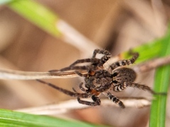Alopecosa albofasciata
