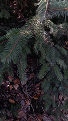 Picea sitchensis