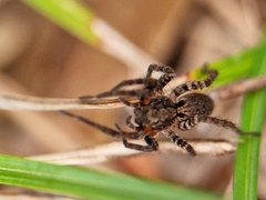 Alopecosa albofasciata