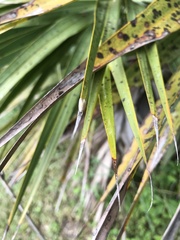 Antaeotricha albulella