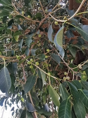 Ficus pertusa