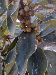 Euclea natalensis capensis