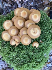 Kuehneromyces
