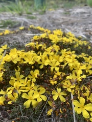 Hibbertia procumbens