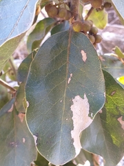 Euclea natalensis capensis