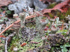 Cladonia chlorophaea