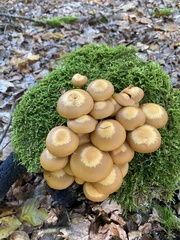 Kuehneromyces