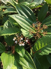 Viburnum davidii