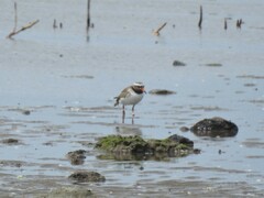 Thinornis novaeseelandiae