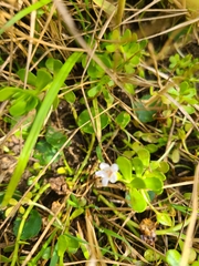 Bacopa monnieri