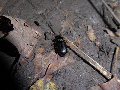 Nebria