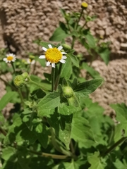 Perityle microglossa