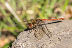 Sympetrum striolatum