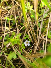 Bacopa monnieri