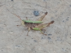 Dichromorpha viridis