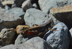 Melanoplus sanguinipes