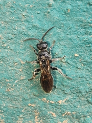 Tiphiinae