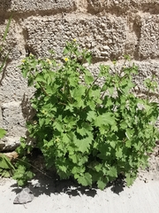 Perityle microglossa