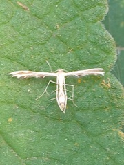 Pterophorinae