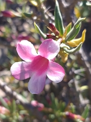 Pachypodium bispinosum