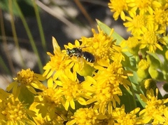 Perdita octomaculata