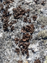 Umbilicaria muhlenbergii