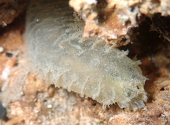 Flabelligera diplochaitus