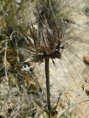 Berkheya armata