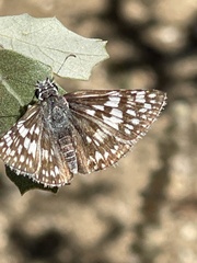 Burnsius albescens