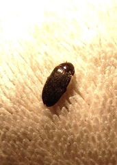 Dermestidae