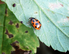 Ceratomegilla notata