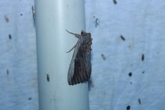 Catocala herodias gerhardi