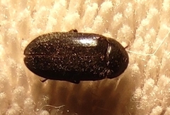 Dermestidae