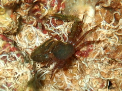 Pisidia bluteli